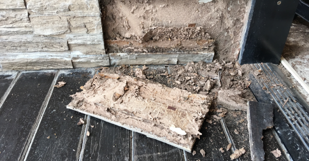 termite damage